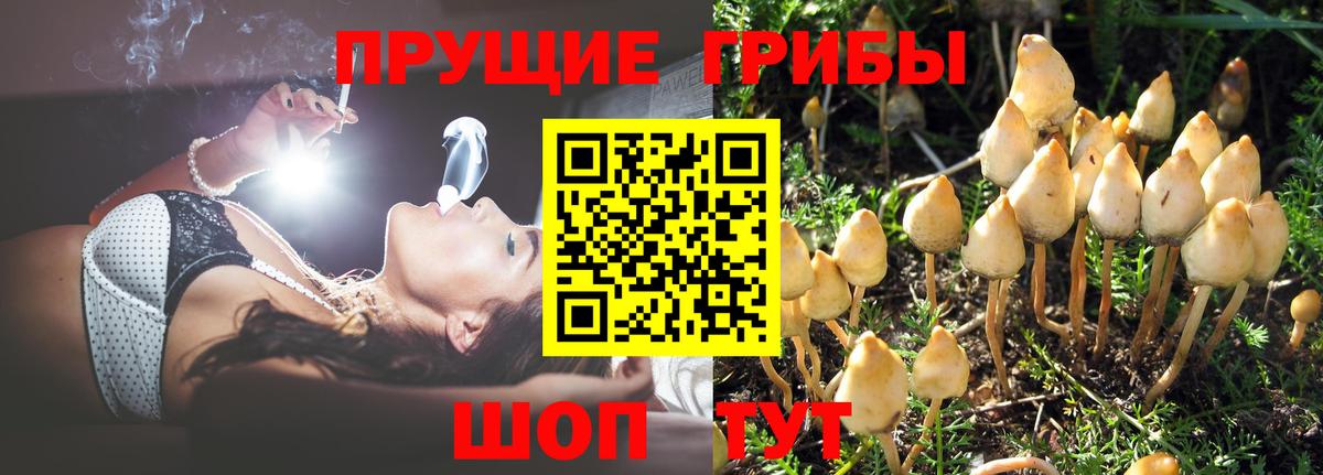Псилоцибиновые грибы Psilocybe  Вход с VPN  Черкесск  Псилоцибиновые грибы MAGIC MUSHROOMS 